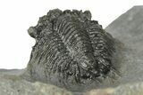 Lichid (Acanthopyge) Trilobite - Issoumour, Morocco #210174-5